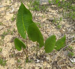 Silphium terebinthinaceum leaves.jpg