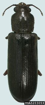Southern Lyctus beetle.jpg