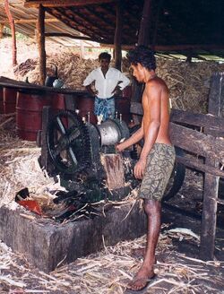 Sri Lankan coconut fibre.jpg