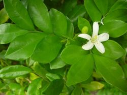 Starr 061105-9627 Murraya paniculata.jpg