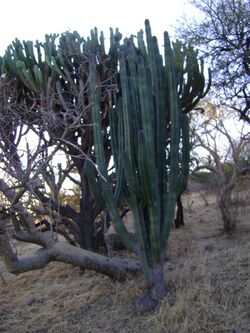 Stenocereus montanus.jpg