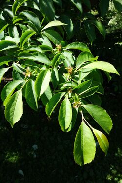 Stewartia rostrata - Arnold Arboretum - DSC06744.JPG