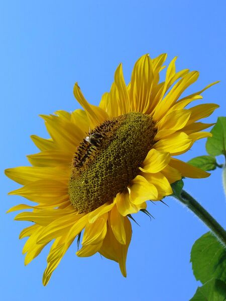 File:Sunflower 2007.JPG