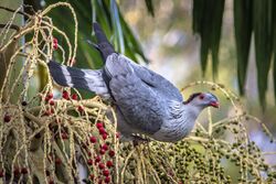 Topknot Pigeon, Central Coast NSW.jpg