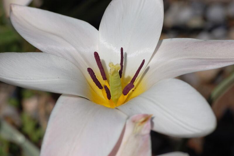 File:Tulip Tulipa clusiana 'Lady Jane' Rock Ledge Flower Closeup 3008px.jpg