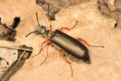 366 - Blister Beetle - Lytta aenea, Julie Metz Wetlands, Woodbridge, Virginia.jpg
