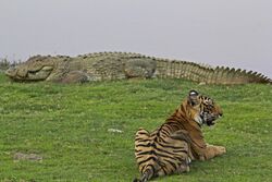 A male tiger with huge crocodile at Rajbaugh, Ranthambhore.jpg
