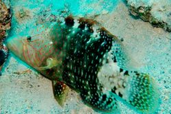 Abudjubbe Wrasse.jpg