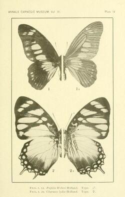 AnnCarnegieMuseum1917Plate4.jpg