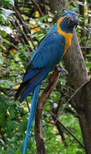 A blue parrot with a white eye-patch and a yellow throat, cheeks, and underside