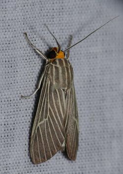 Arctiid Moth (Haemanota fereunicolor) (38692458241).jpg