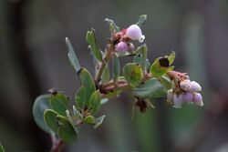 Arctostaphylos glandulosa crassifolia 120150834.jpg