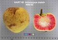 Artocarpus dadah fruit.jpg