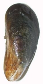 Atlantic ribbed mussel.jpg