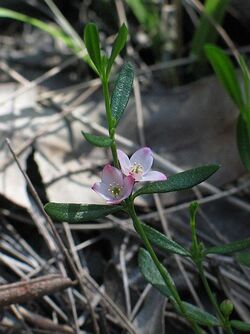 Boronia polygalifolia.jpg