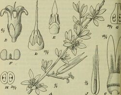 Botanische Jahrbücher für Systematik, Pflanzengeschichte und Pflanzengeographie (1913) (20409172761).jpg