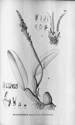 Bulbophyllum macroceras - Bulbophyllum mentosum - Fl.Br. 3-5-111.jpg