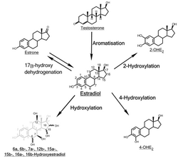 CYP-mediated biosynthesis and metabolism of estradiol.png
