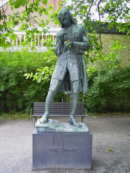 File:Carl von Linné i Lund.jpg