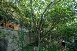 Carpinus putoensis near Huiji Temple, 2019-05-11 03.jpg