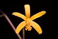 Cattleya vasconcelosiana (Campacci) Van den Berg, Phytotaxa 186 84 (2014) (30017905018).jpg