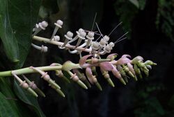 Cavendishia grandifolia (70318).jpg