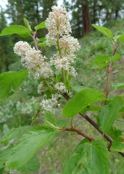 Ceanothus sanguineus 1.jpg