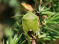 Chlorochroa juniperina.jpg