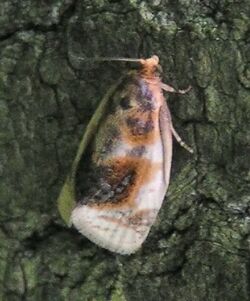 Clepsis melaleucana 1.jpg