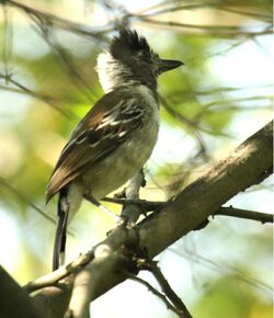 CollaredAntshrike.jpg