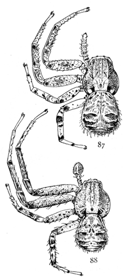 Common Spiders U.S. 087-8.png