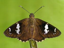 Common Spotted Flat (Celaenorrhinus leucocera) 15 Butterfly (2016.01.08).jpg