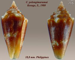 Conus polongimarumai 1.jpg