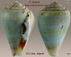 Conus trovaoi 1.jpg