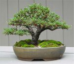 Cotoneaster bonsai by Mike.jpg