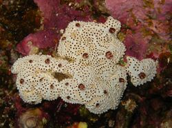 "Crella cyathophora" in the Red Sea