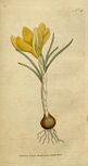 Illustration of a yellow crocus angustifolius from 1787
