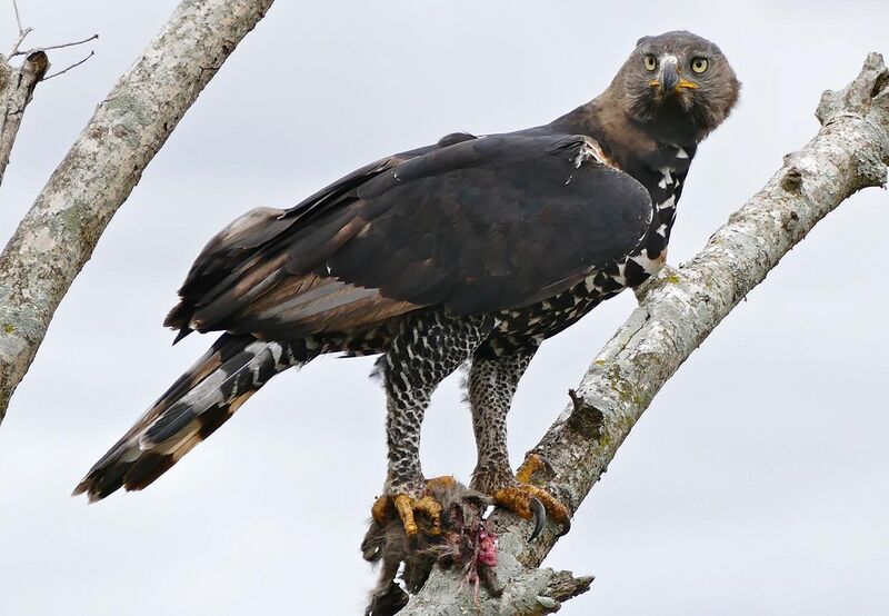 File:Crowned Hawk-Eagle (Stephanoaetus coronatus) with prey ... (31850656390).jpg