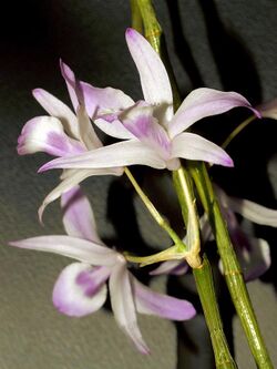 Dendrobium transparens Orchi 023.jpg