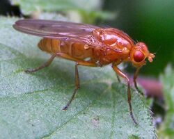 Diptera-Dryomyzidae-Neuroctena-anilis-201210240079.JPG