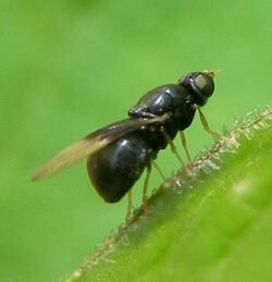 Diptera-Stratiomyidae-Pachygaster-atra-201207080122.JPG