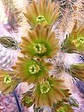 Echinocereus chloranthus var. neocapillus1MABJ.jpg