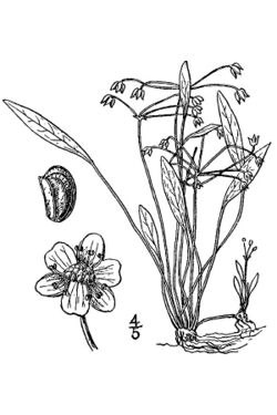 Echinodorus tenellus BB-1913.jpg
