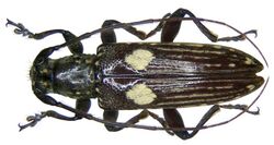 Elaidus biplagiatus Breuning, 1942 (3005935232).jpg