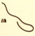 Epictia tenella 1847 - cropping.jpg