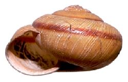 Euhadra decorata shell.jpg