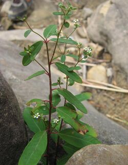 Euphorbia pubentissima.jpg
