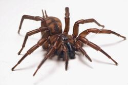 Female Banded tunnelweb spider (Hexathele hochstetteri) - (2).jpg