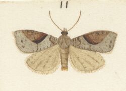 Fig 11 MA I437623 TePapa Plate-XXIV-The-butterflies full (cropped).jpg