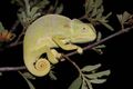 Flap-necked chameleon chamaeleo dilepis.jpg